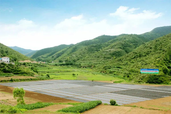 必赢亚洲,中药材种植 必赢亚洲,中药材种植